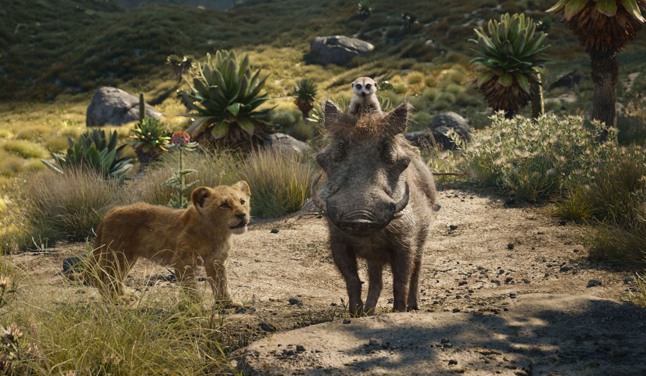 alguns animais que estão parados na terra