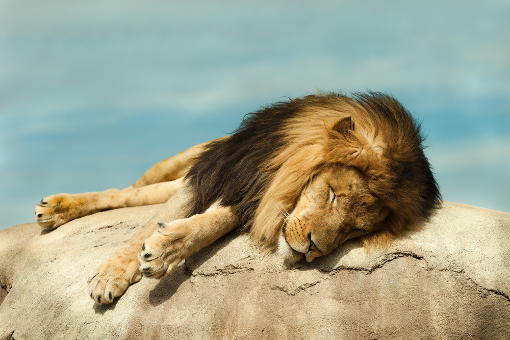 um leão dormindo em cima de uma pedra