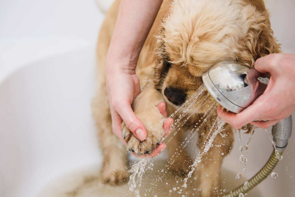 Cachorro tomando banho.