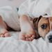 A imagem mostra os pés de uma pessoa e ao lado um cachorrinho. Ambos estão deitados em uma cama.