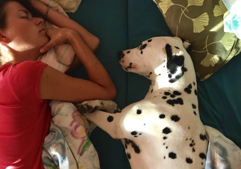 Cachorro Dálmata dormindo com uma mulher