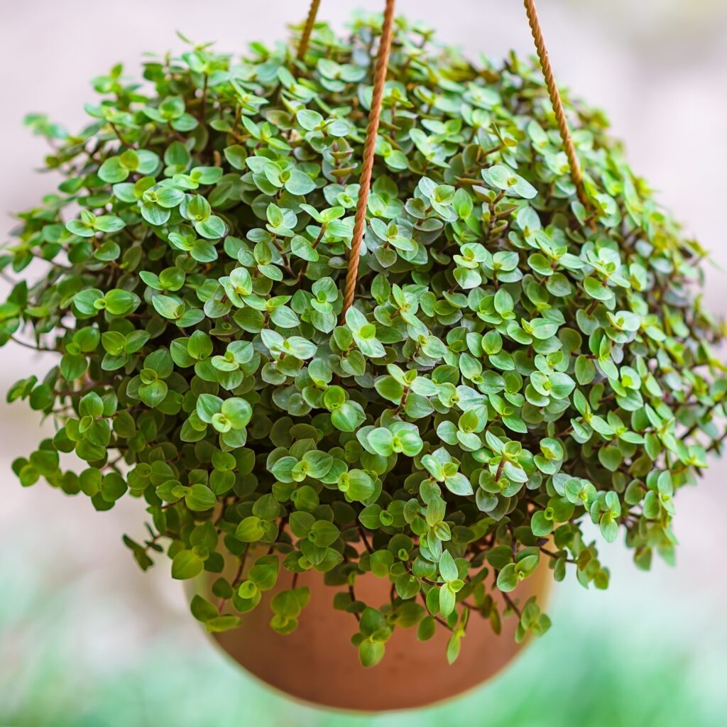 15 plantas para quarto que podem melhorar seu sono!