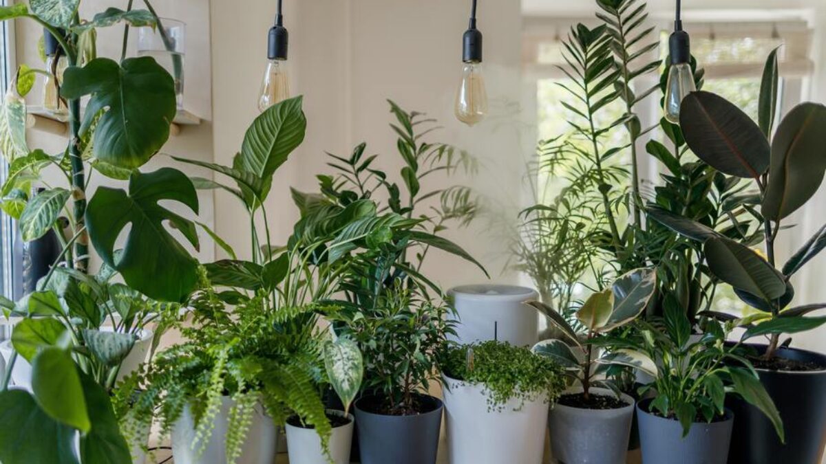 15 plantas para cultivar dentro de casa