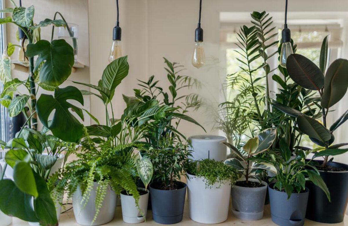11 Plantas que podem sobreviver até no canto mais escuro da sua casa