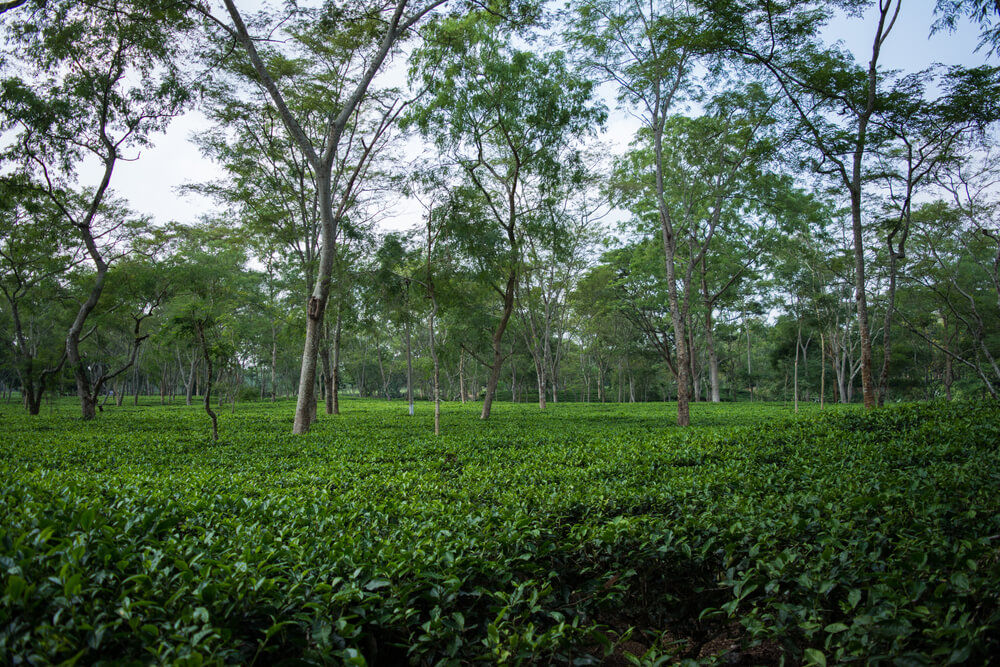 Jardim de chá verde em Assam, na Índia, cultivado nas terras baixas e no Vale do Rio Brahmaputra.