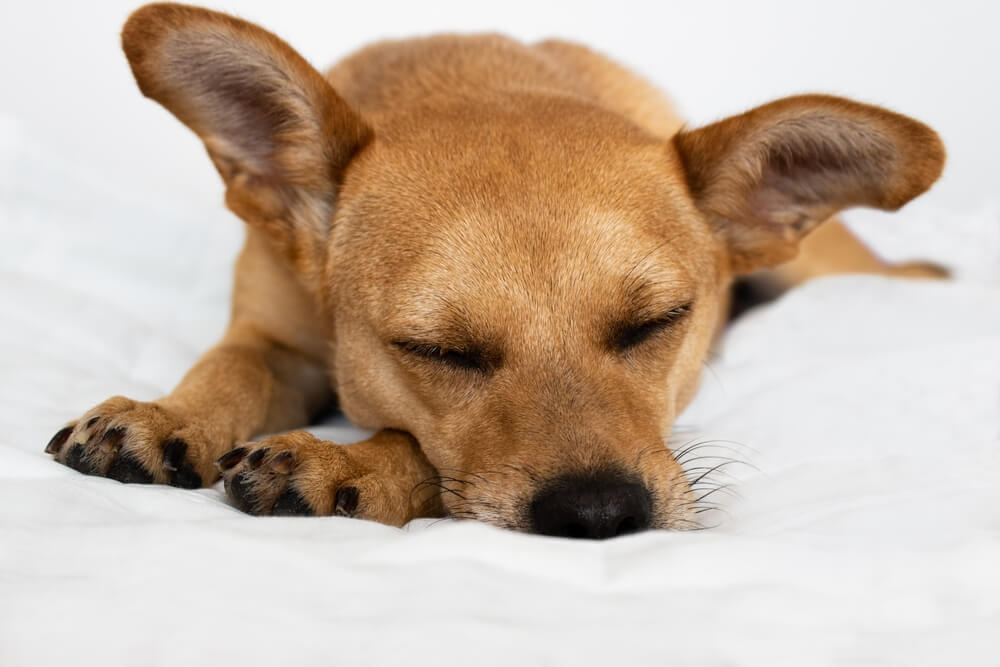 Cachorro caramelo dormindo em uma cama. Ele está com a cabeça em cima de uma das patas.