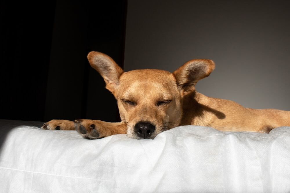 Cachorro caramelo deitado em uma cama, com os olhos fechados, dormindo.