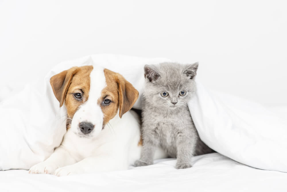 Imagem de um gato e um cachorro deitados em uma cama pet Probel.