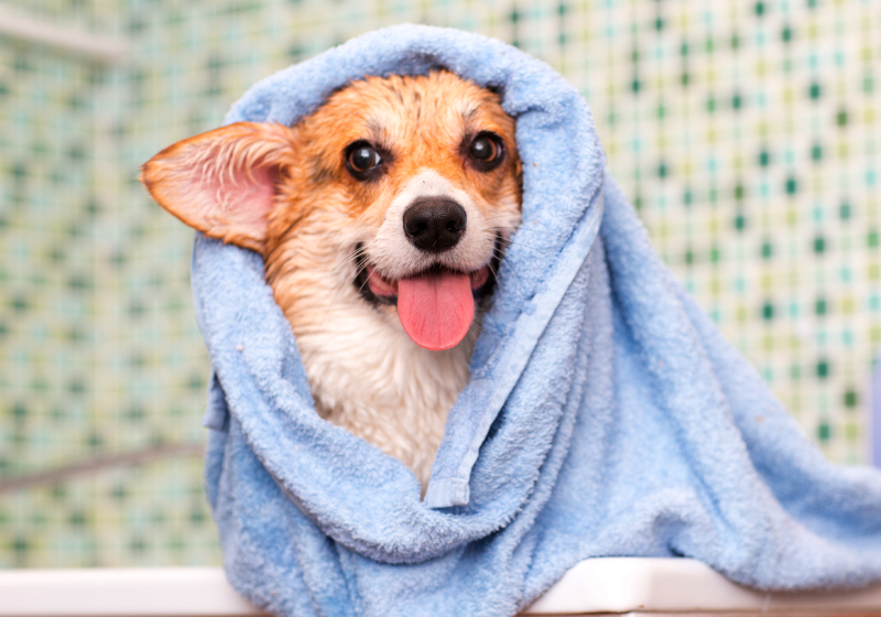 cachorro com toalha azul