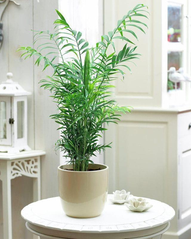 um vaso de planta em cima de uma mesa branca