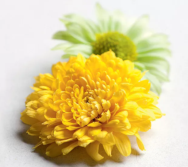 duas flores amarelas e verdes em uma superfície branca