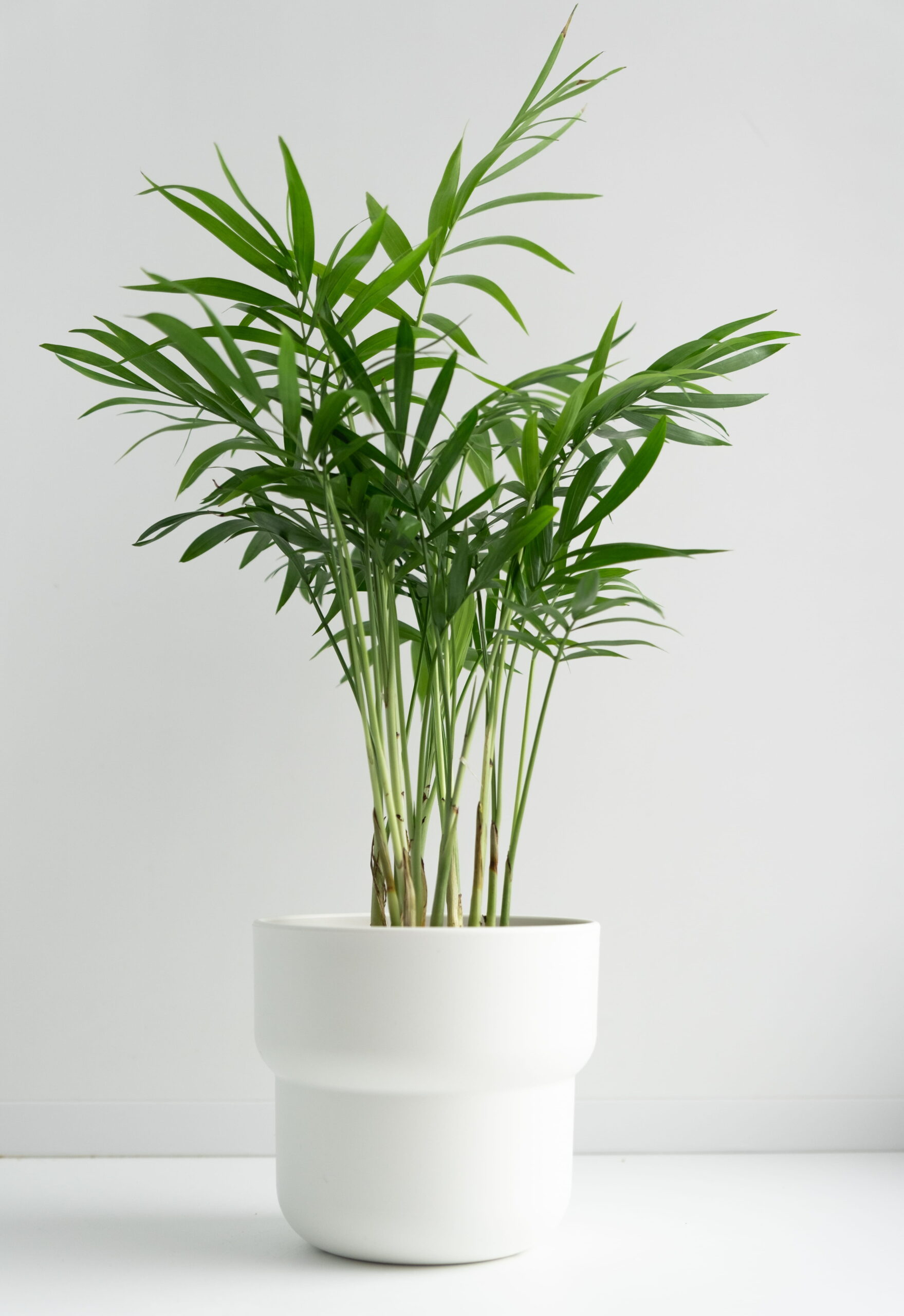 um vaso de planta em cima de uma mesa branca
