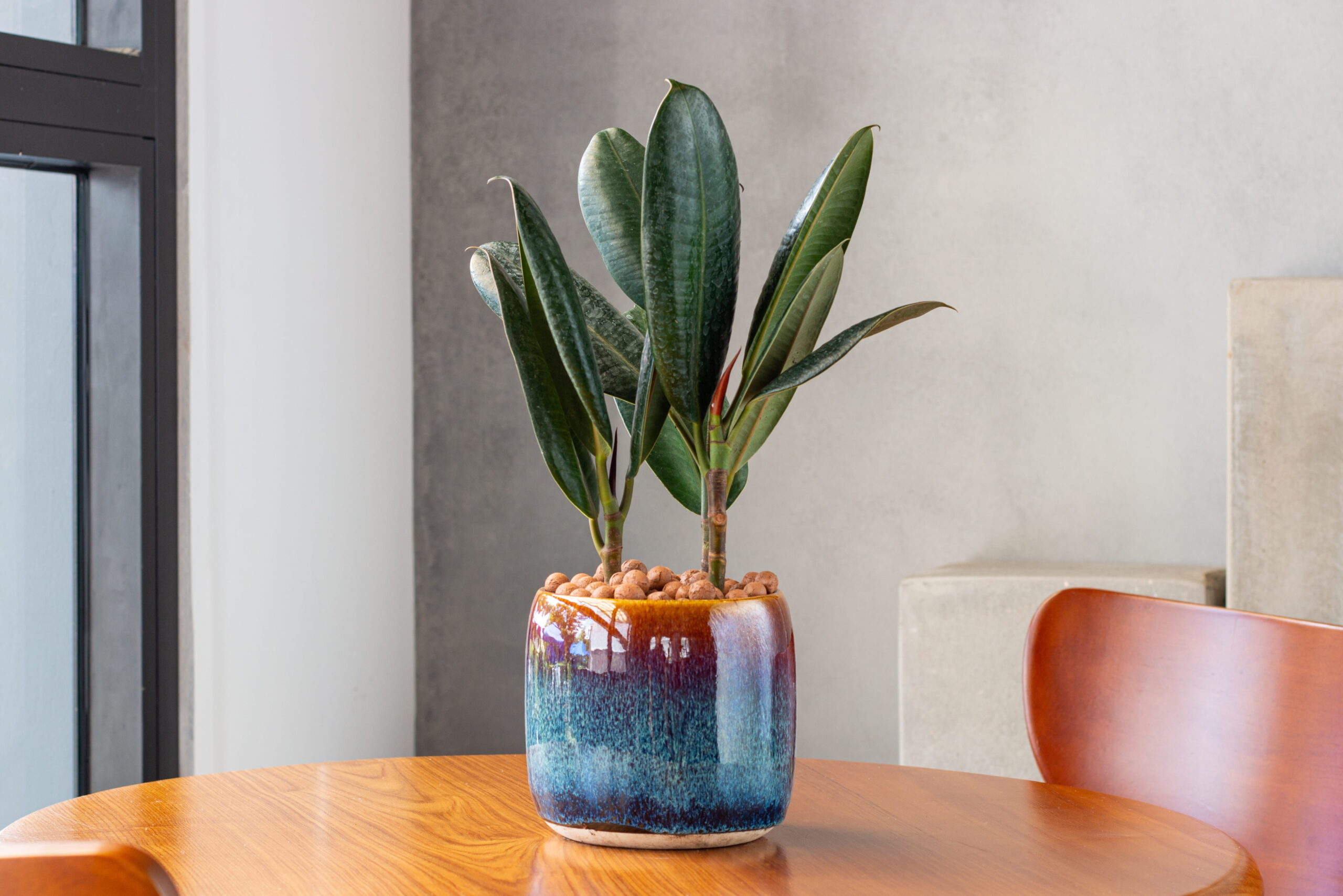 um vaso de planta em cima de uma mesa de madeira